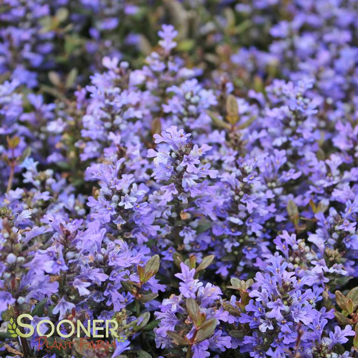 CHOCOLATE CHIP AJUGA