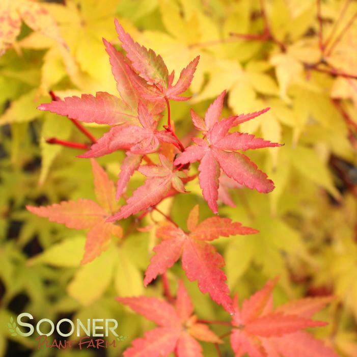 CORAL BARK UPRIGHT JAPANESE MAPLE