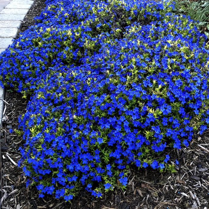 GOLD 'N SAPPHIRES LITHODORA