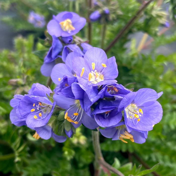 HURRICANE RIDGE JACOB'S LADDER