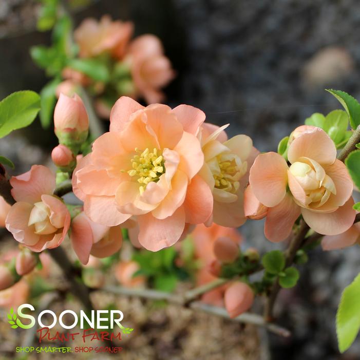 CAMEO FLOWERING QUINCE