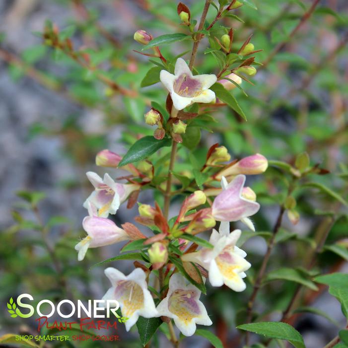 SUNNY ANNIVERSARY® ABELIA