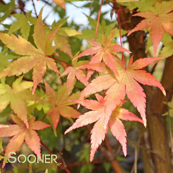 CORAL BARK UPRIGHT JAPANESE MAPLE