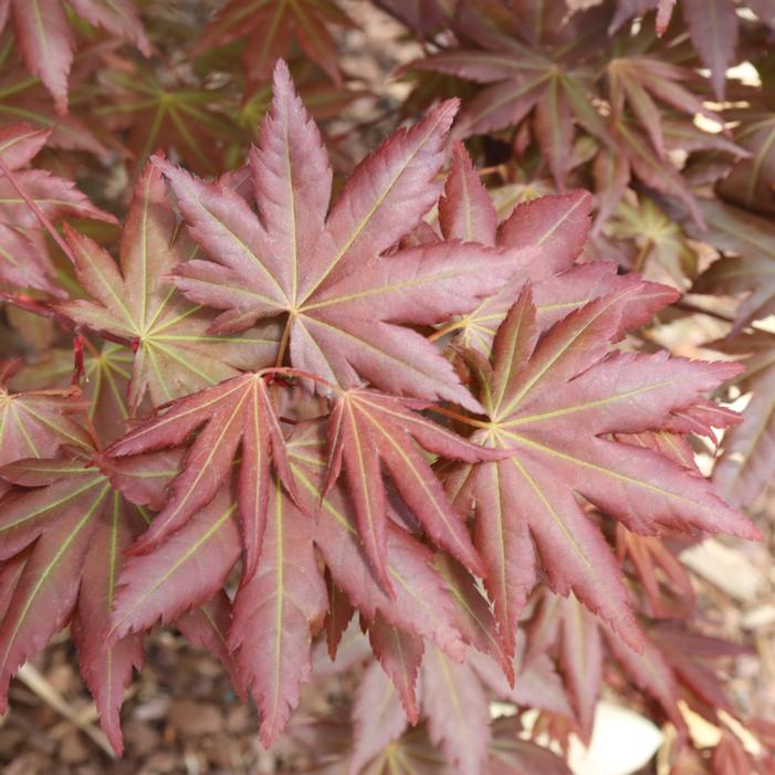 HOT CHANA® JAPANESE MAPLE