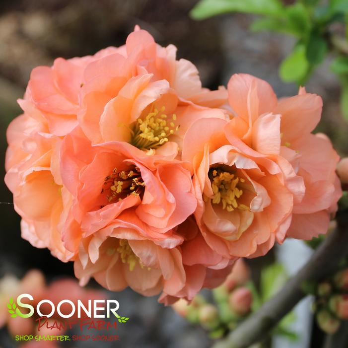 CAMEO FLOWERING QUINCE