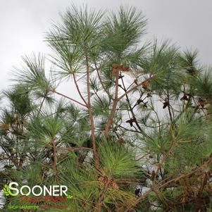 Pinus elliottii 'Slash'