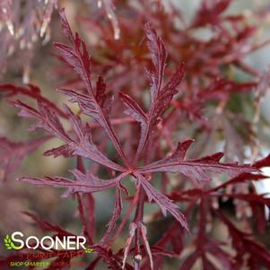 <em>Acer</em> RED DRAGON WEEPING JAPANESE MAPLE: 