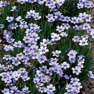 DEVON SKIES BLUE-EYED GRASS