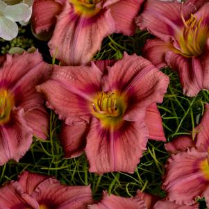 <em>Hemerocallis</em> ROSY RETURNS DAYLILY: 