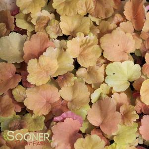 <em>Heuchera</em> SOUTHERN COMFORT CORAL BELLS: 