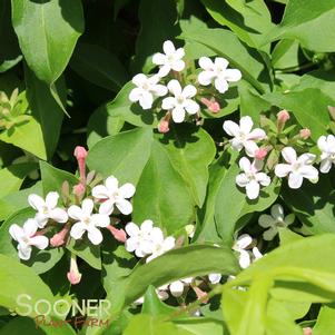 <em>Abelia</em> FRAGRANT ABELIA: 