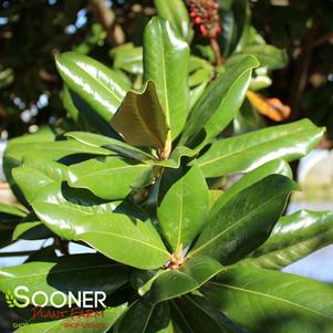 Magnolia grandiflora 'Little Gem'