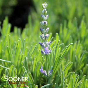 Lavandula x intermedia 'Grosso'