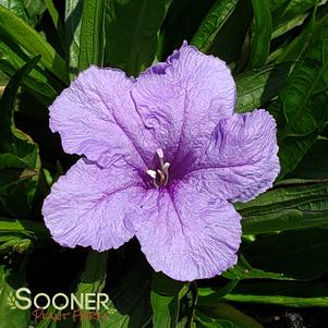 KATIE PURPLE DWARF MEXICAN PETUNIA