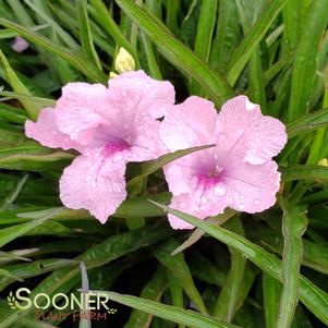 <em>Ruellia</em> KATIE PINK DWARF MEXICAN PETUNIA: 