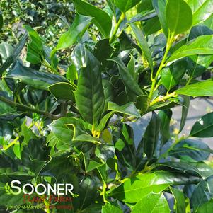 Ilex x 'Nellie R. Stevens'