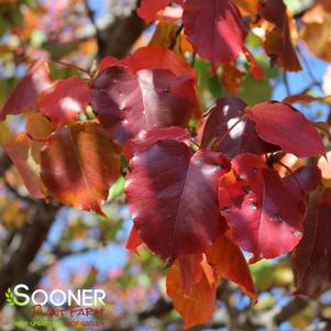 ARISTOCRAT ORNAMENTAL PEAR