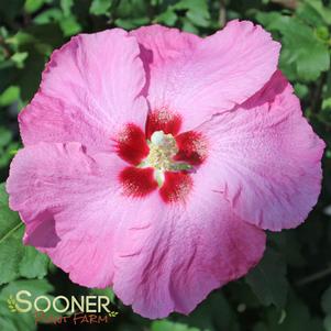 Hibiscus syriacus 'Aphrodite'