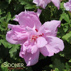 <em>Hibiscus</em> ARDENS PURPLE DOUBLE ALTHEA: 