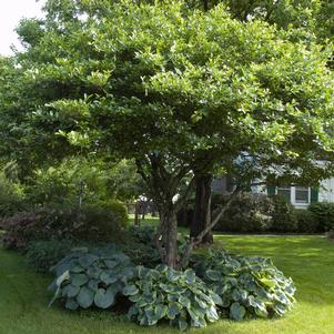 Crataegus crus-galli var. inermis 'Cruzam'