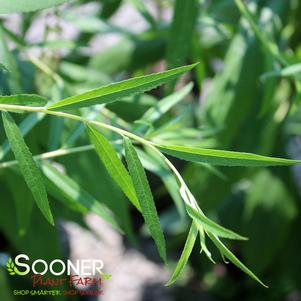 Salix alba 'Tristis'