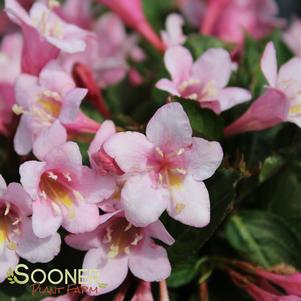 Weigela florida Sonic Bloom® Pure Pink Sonic Bloom® Pure Pink Weigela from  Prides Corner Farms