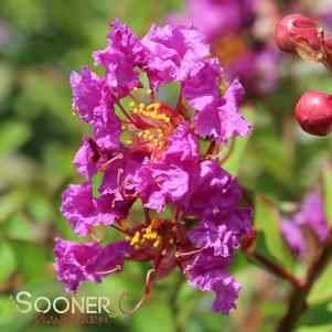 <em>Lagerstroemia</em> ROYALTY CRAPEMYRTLE: 