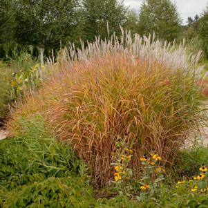 Miscanthus sinensis 'Purpurascens'