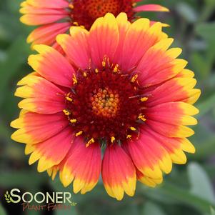 <em>Gaillardia</em> GOBLIN BLANKET FLOWER: 