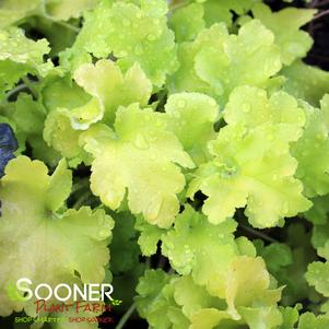 Heuchera x 'Lime Marmalade'