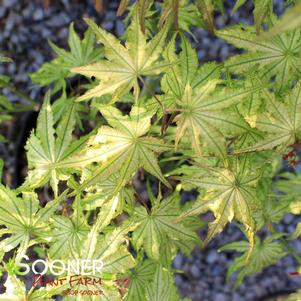 Acer palmatum reticulatum 'Peaches Cream'