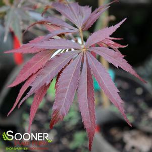 BURGUNDY LACE UPRIGHT JAPANESE MAPLE