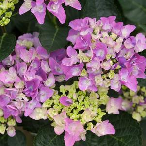 CITYLINE® VENICE HYDRANGEA