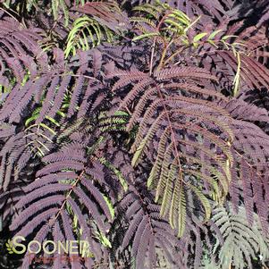 <em>Albizia</em> SUMMER CHOCOLATE MIMOSA: 