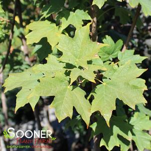 Acer saccharum 'Bailsta'