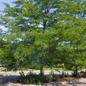 Gleditsia triacanthos inermis 'Shademaster'