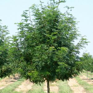 Gleditsia triacanthos inermis 'Skycole'