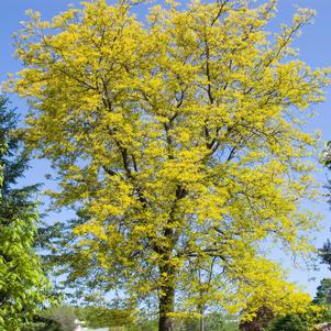 Gleditsia triacanthos inermis 'Suncole'