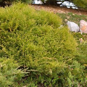 LINESVILLE GLOBE ARBORVITAE