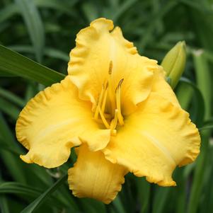 Hemerocallis x 'SPD 06-16'