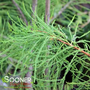 PRAIRIE SENTINEL POND CYPRESS