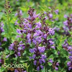 SUMMER SKY HYSSOP