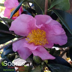 <em>Camellia</em> WINTER'S STAR CAMELLIA: 