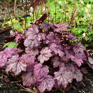 SUGAR PLUM CORAL BELLS