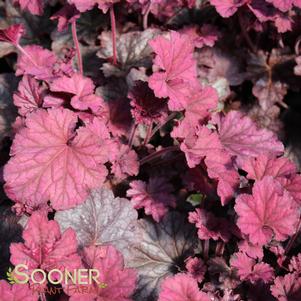 Heuchera x 'Berry Smoothie'