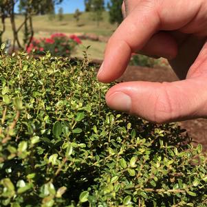 MICRON® DWARF YAUPON HOLLY