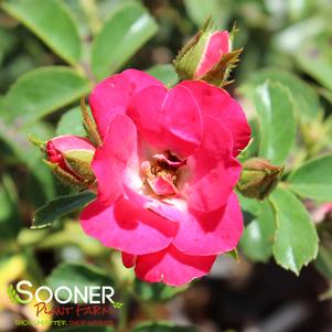 <em>Rosa</em> RED DRIFT® ROSE: 