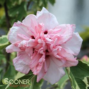 Hibiscus syriacus 'America Irene Scott'