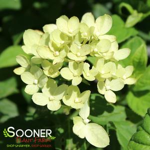 Hydrangea paniculata 'Jane'