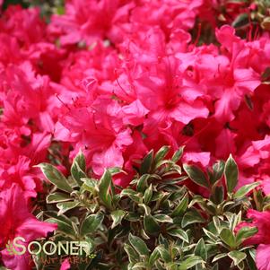 Rhododendron x 'Farrow'